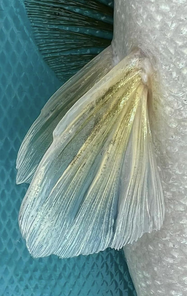 Translucent fins shimmering in blue-green water